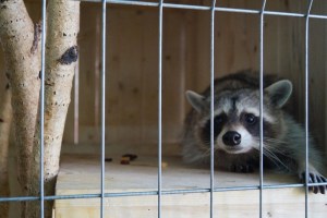 Racoon in zoo